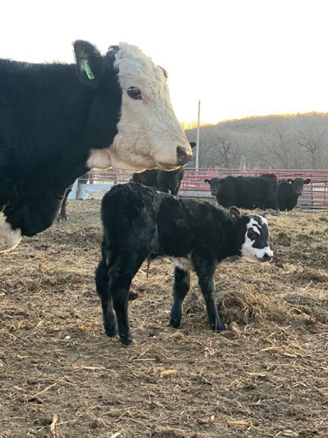 Calf